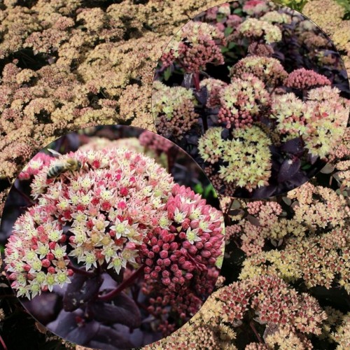 Sedum 'Twinkling Star' - Värd-kukehari 'Twinkling Star' 